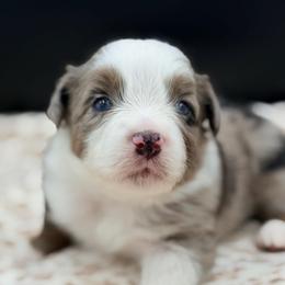 Boy 3 - Blue merle male Miniature Australian Shepherd puppy in Arcadia, Indiana from Sunset Cowgirl Mini Aussies