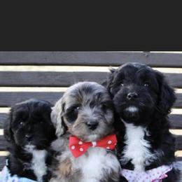 Aussiedoodle Puppies from Johnson’s Highland Pride Aussiedoodles