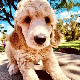 Snipe - Cream male Poodle puppy in Stanley, Wisconsin from McJare's Puppy Palace