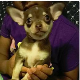 Boy 3 - Chocolate and tan male Chihuahua puppy in Meridian, Oklahoma from Crazy Love Kennels