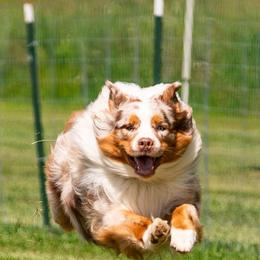 Australian Shepherd Puppies from Shadowood Australian Shepherds