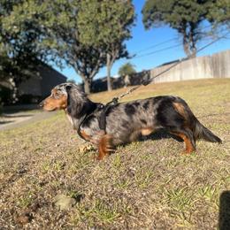 Doobie - Dapple male Dachshund puppy in Stockton, California from M&M Dachshund's & Goldens