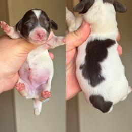 Andy - Piebald male Dachshund puppy in Hornbeck, Louisiana from A&Z Mini Dachshunds