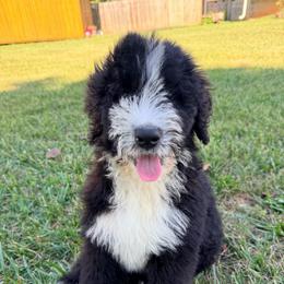 Dior with training - Black and white female Bernedoodle puppy in Boonville, North Carolina from Doods & Dolls