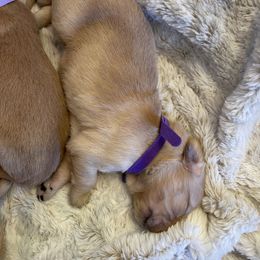 Golden Retriever Puppies from Tradershire Goldens