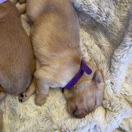 Golden Retriever Puppies from Tradershire Goldens