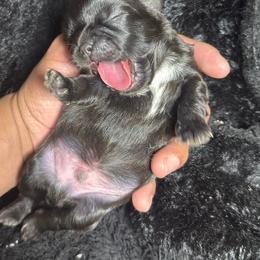 Mellow - Black and white male Shih Tzu puppy in Azusa, California from RJ Shih Tzu lover