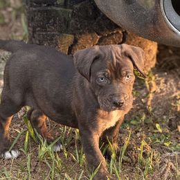 Catahoula Leopard Dogs from 7Sins catahoulas