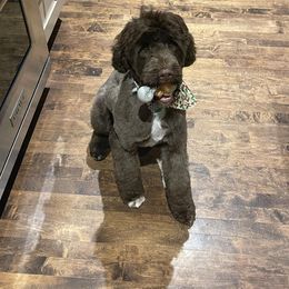 Portuguese Water Dog Puppies from Blue Marina Portuguese Water Dogs