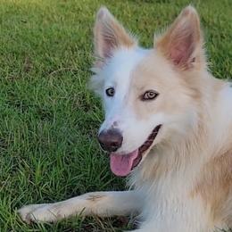 Mojo - Border Collie