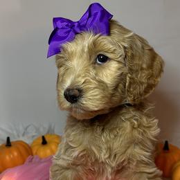 Purple/Light Blue Collar Girl - Apricot Goldendoodle puppy in Richmond, Virginia from Kessi Doodles