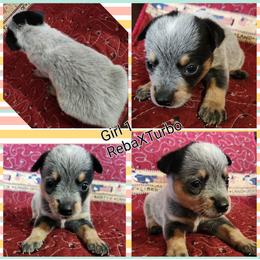 Girl 1 - Blue female Australian Cattle Dog puppy in Bradford, Arkansas from Cedar Rock Heelers and Kelpies