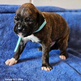 Jasper - Brindle male Boxer puppy in Pine River, Wisconsin from Jenks Boxers