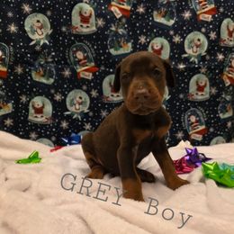 Grey - Red and rust male Doberman Pinscher puppy in Knox, Indiana from Double River Dobermans