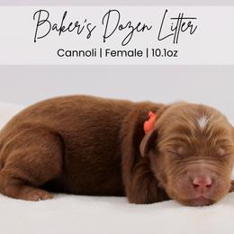 Cannoli - Red  female Goldendoodle puppy in Comanche, Texas from Central Texas Doodles, LLC.