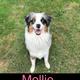 Mollie