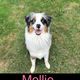 Mollie