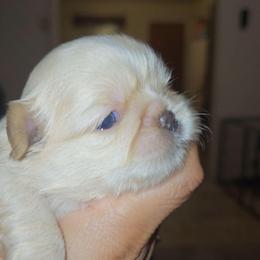 Gemma - Cream and white female Shih Tzu puppy in Los Banos And Bay Area, California from Shantii's Shih Tzu's
