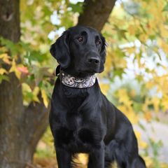 Grace - Flat-Coated Retriever