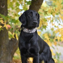 Grace - Flat-Coated Retriever