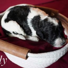 Girl 1 - female Bernedoodle puppy in Pauls Valley, Oklahoma from Daisy’s Doodles