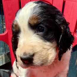 July - Black white and tan male English Springer Spaniel puppy in Madison, Indiana from McCollough's Pawsome Spaniels and Danny's Delightful Dachshunds