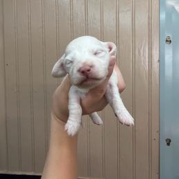 Nova - Cream female Dachshund puppy in Nashville, Arkansas from Cuddles n Curls