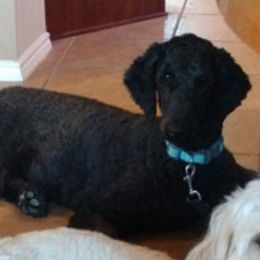 Double Doodles and Goldendoodles from Melina’s Doodles of Fun