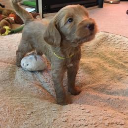 Australian Labradoodle Puppies from Red Rock Doodles