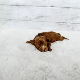 Australian Labradoodle, Bernedoodle, and Cavapoo Puppies from Doodles of Oz