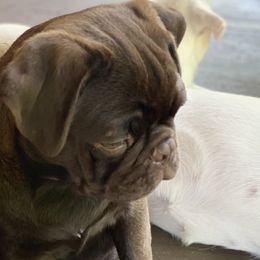 Bruin - Pug