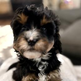 White collar girl - Tri-color female Bernedoodle puppy in Lake, Michigan from 3 King Doodles & Poodles