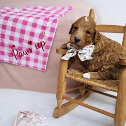 Bree - Apricot female Goldendoodle puppy in Willacoochee, Georgia from Kitandkboodle's Doodles