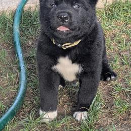 Yellow Girl - Black female Akita puppy in Yankton, South Dakota from Akita Kai Magic
