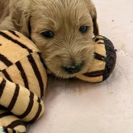 WILLOW - Red  female Goldendoodle puppy in Porter Ranch, California from Jasperdoodle.com