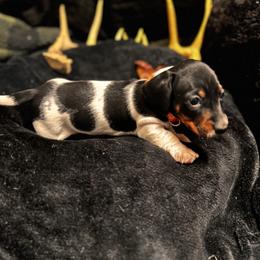 Gabriel (Gabe) - Piebald male Dachshund puppy in Indian Trail, North Carolina from Hilda’s Teenie Weenies