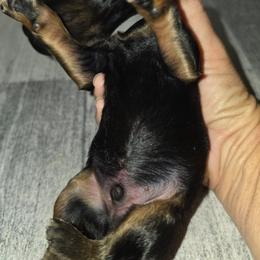 Cashew - Black tri-color male Aussiedoodle puppy in Lithia, Florida from Waterford Doodle Farm