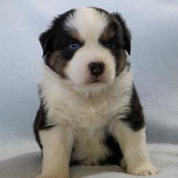 Boy 4 - male Miniature Australian Shepherd puppy in Philpot, Kentucky from Miller Hill Mini American Shepherds and Mini Australian Shepherds