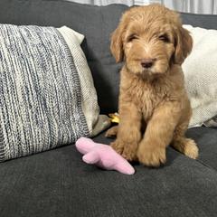 Green - Dark golden Double Doodle puppy in San Juan, Texas from Cash & June’s Double Doodles