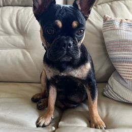 Barbie - French Bulldog