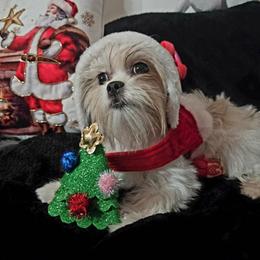 Stitch - Cream and white female Shih Tzu puppy in Bandera, Texas from Pup Cakes