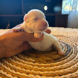Female 1 - White female Miniature Schnauzer puppy in Menifee, California from Moonshine’s Minis