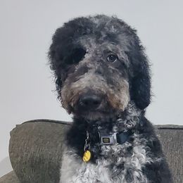 Yarrow - Goldendoodle