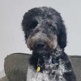 Yarrow - Goldendoodle