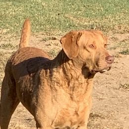 Rio - Chesapeake Bay Retriever