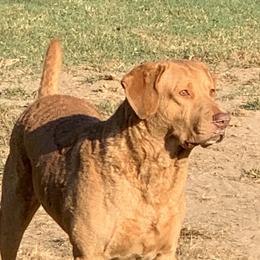 Rio - Chesapeake Bay Retriever