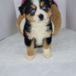 Jax - Miniature Australian Shepherd puppy from Southpaw Herders LLC
