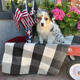 Duke.  Easy Going, Raised with Children. - Blue merle male Australian Shepherd puppy in Tehachapi, California from Boundless Joy Aussies