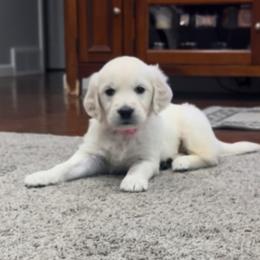 Golden Retriever Puppies from Steele Goldens
