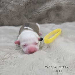 Yellow Collar Male - Red male Pembroke Welsh Corgi puppy in Tenino, Washington from LoneStar Corgis NW